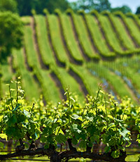 Tour Franciacorta in Minivan